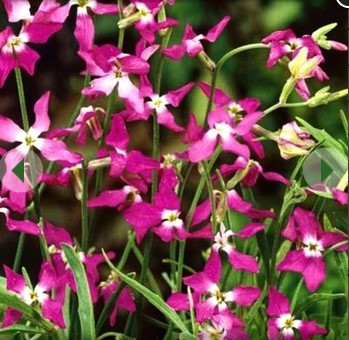 Насіння квітів Матіола (нічна фіалка) 0,2 гр, фото 1