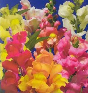 Насіння квітів Ротики Магічний килим 0,2 гр, фото 1