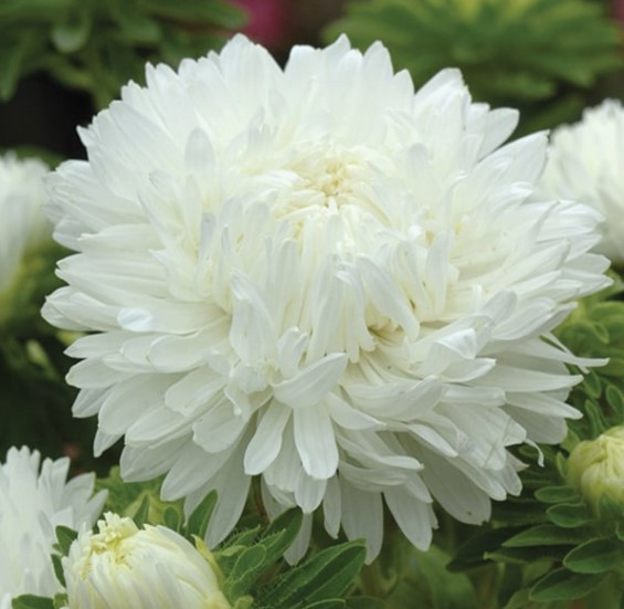 Астра Біла хмарка 1 гр, фото 1