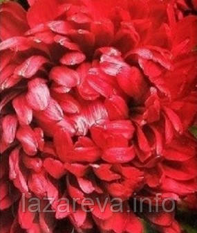 Насіння квітів "від Лазаревих" Астра Оксана  70 насінин