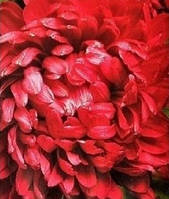 Насіння квітів Астра Оксана  70 насінин