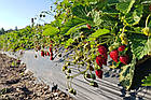Саджанці суниці (розсада) Барон Солемахер -  крупноплідна, врожайна, фото 2