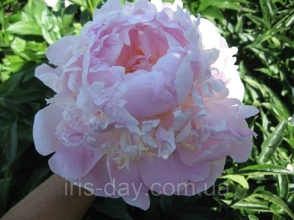 Півонія Попелюшка (Скакодуб 2013) (сажці), фото 1