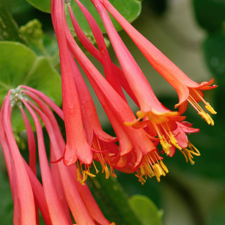 Аромолія Дика жимолость (CandleScience Wild Honeysuckle) - фото 1 - id-p1966267764