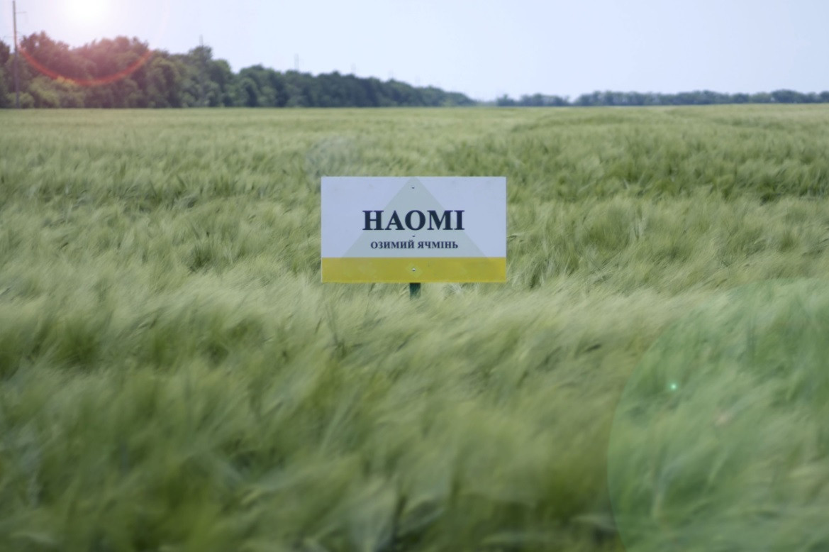 Наомі насіння озимого ячменю, шестирядний, Перша репродукція, Україна