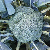 ВАВІЛОН F1 — насіння капусти броколі, CLAUSE 2 500 насінин