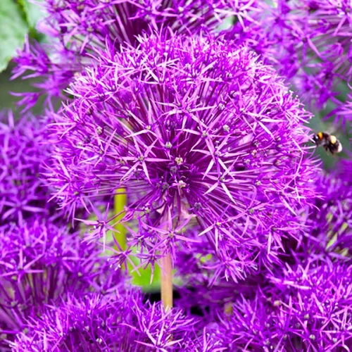 Алліум Гігантський Purple Rain цибулина
