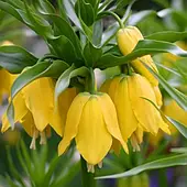 Фрітіларія Царська корона Lutea, цибулина