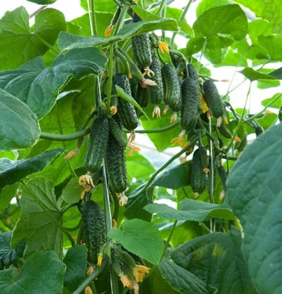 Огірок Еколь F1, Syngenta, 10 шт