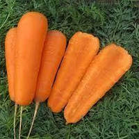 БОЛІВАР F1 - насіння моркви, CLAUSE 100 000 насінин (1,6-2,0)