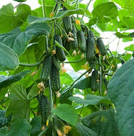Огірок Еколь F1, Syngenta, 50 шт