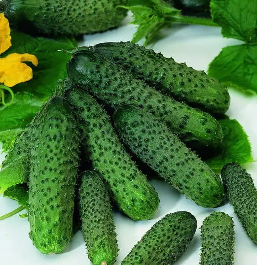Огірок Пасалімо F1, Syngenta, 50 шт