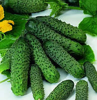 Огірок Пасалімо F1, Syngenta, 10 шт