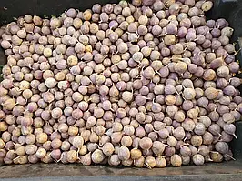 Часник зимовий Любаша Однозубка фракція 0.8-1.5  1 кг