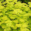 Клен Ширасави Джордан / h 50-60 / Acer shirasawanum Jordan, фото 3