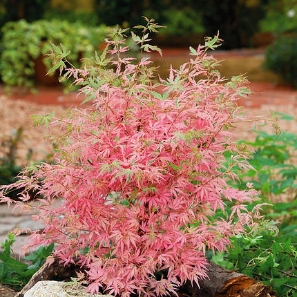 Клен японський Тейлор на штамбі / h 100 / Acer palmatum Taylor, фото 2