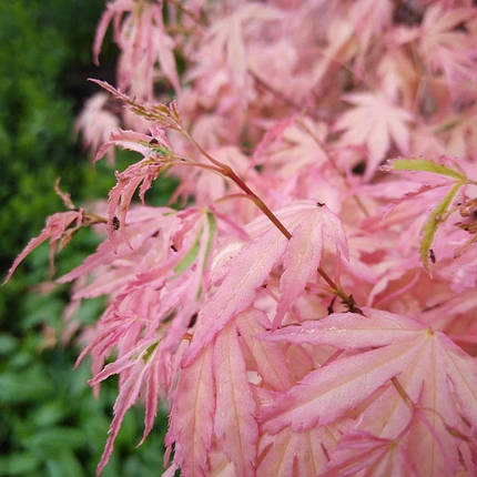 Клен японський Тейлор на штамбі / h 100 / Acer palmatum Taylor, фото 2