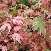 Клен японський Тейлор на штамбі / h 60 / Acer palmatum Taylor, фото 2