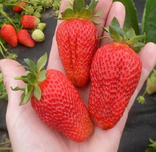 Полуниця ранньо-середня Тудла, фото 1