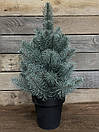 Ялинка лита Premium у горщику 50 см блакитна, фото 7