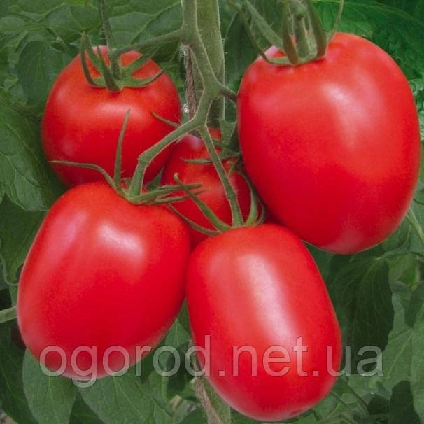 Ріо Гранде 10 шт насіння томату UniGen Seeds Італія