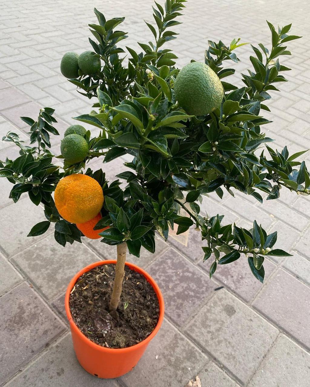 Мандарин Абхазький