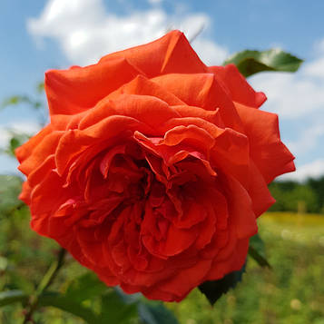 Майнтауер (Maintower)