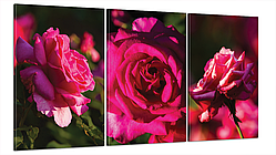 Модульна картина Poster-land Квіти Троянда Art-27_B3 KB, код: 6503200