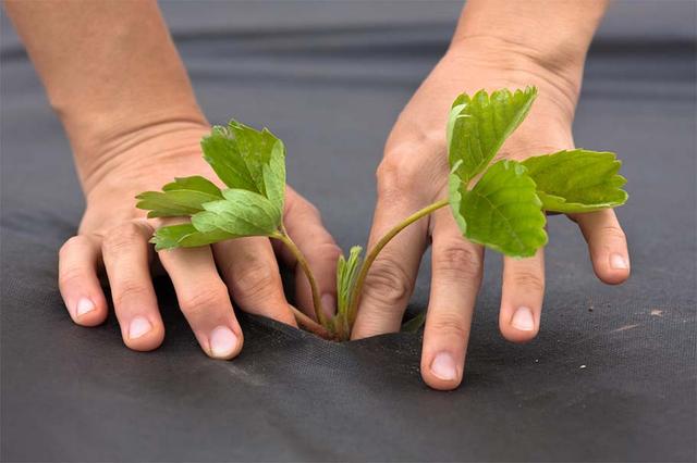 vusadka rassadu pod agrovolokno chernoe agrovolokno