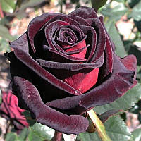 Чайно-гібридна троянда «Блек Меджик»