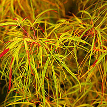 Клен японський Кото-но-іто / h 40-60 / Acer palmatum Koto-no-ito, фото 3