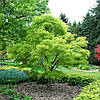 Клен японський Кото-но-іто / h 40-60 / Acer palmatum Koto-no-ito, фото 3