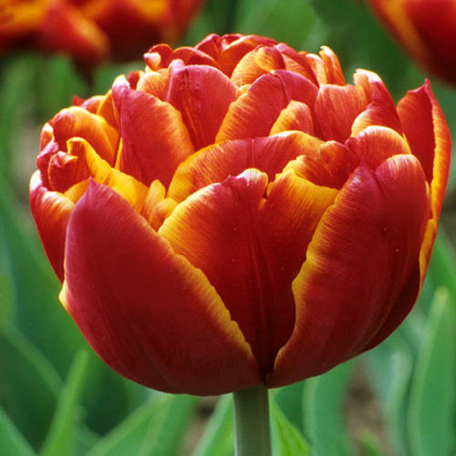 Тюльпан махровий Bonanza 11/12