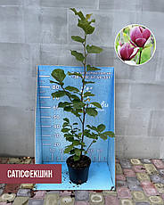 Магнолія суланжа Сатисфекшен,  "Magnolia soulangeana Satisfaction" С2, фото 3