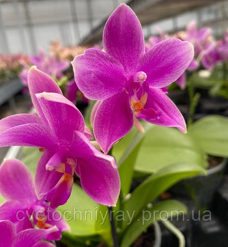 Қынаптың медициналық бейне сараптамасы