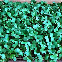 Семена Капуста белокачанная микрозелень | беби листья | взрослая зелень (Украина)