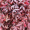 Клен японський Хайм Шоджо / h 40-60 / Acer palmatum Hime Shojo, фото 2