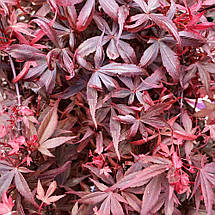 Клен японський Хайм Шоджо / Штамб h 80 / Acer Hime Shojo, фото 3