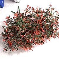 Мімоза червона