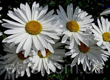 Королиця (ромашка садова) Аляска, середня (червень), фото 1