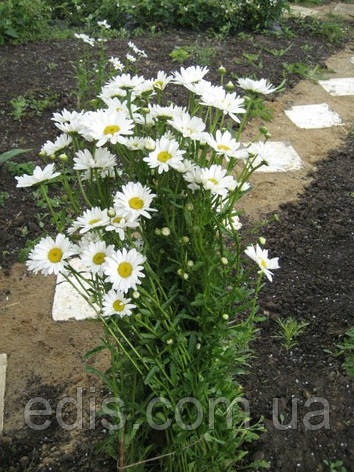 Королиця (ромашка садова) Аляска, середня (червень), фото 2