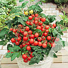 Томат Балконі Ред F1 (кімнатний) Satimex/Німеччина 10 шт, фото 2