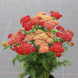 Деревій гібридний Tutti Frutti 'Pomegranate'. Контейнер 0,5л