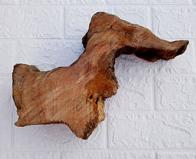 Зріз, слеб дерева "Верба"