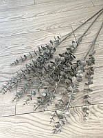 Ветки серебряного эвкалипта . Эвкалипт серебряный ( ветка на пять разветвлений 86 см )