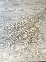 Гілки білого перламутрового евкаліпта. Евкаліпт білий перламутр ( Гілка на п'ять розгалужень 86 см), фото 3