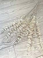 Гілки білого перламутрового евкаліпта. Евкаліпт білий перламутр ( Гілка на п'ять розгалужень 86 см), фото 2