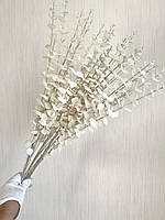Гілки білого перламутрового евкаліпта. Евкаліпт білий перламутр ( Гілка на п'ять розгалужень 86 см), фото 4