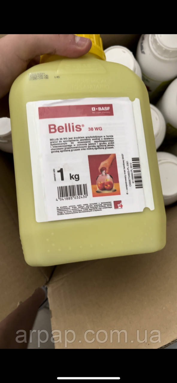 Белліс Польський 1кг, фото 1