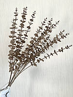 Гілки платинового евкаліпта. Евкаліпт платина ( Гілка на п'ять розгалужень 86 см), фото 8